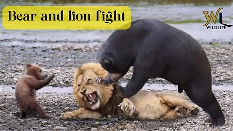 Bear and lion fight #animals #wildlife