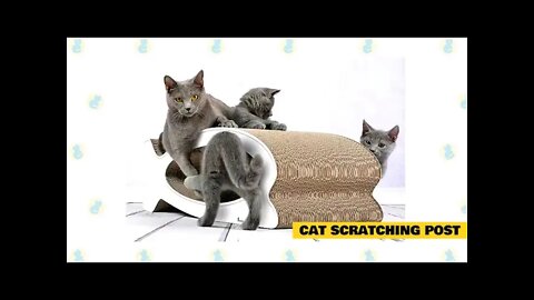 BASIC CAT TRAINING
