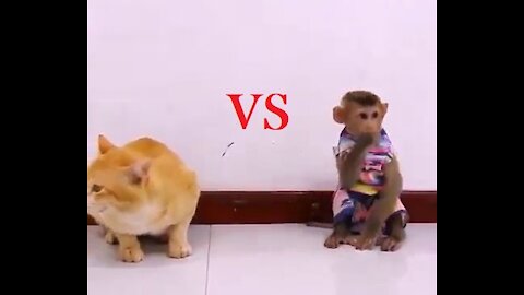 Rumble / Funny & Cute Animals _ monkey vs cat fight to death lol