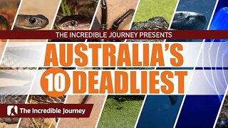 Australia's 10 Deadliest
