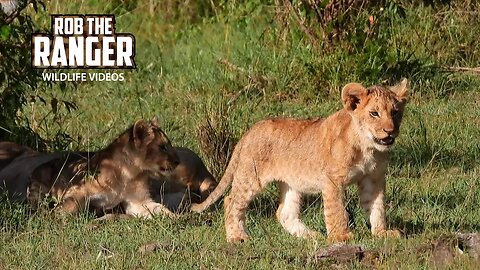 Lionesses With Young Cubs | Lalashe Maasai Mara Safari