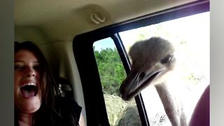 "Hungry Ostrich Demands Food from Van Passenger"