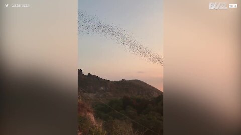 Des milliers de chauve-souris s’envolent durant un magnifique coucher de soleil