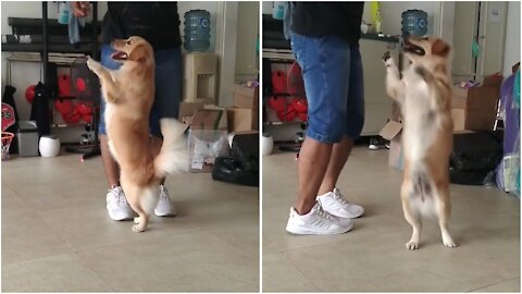 Puppy meeting - the dog dances very happily