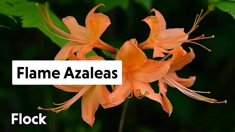 Planting NATIVE FLAME AZALEAS Around Gazebo — Ep. 174
