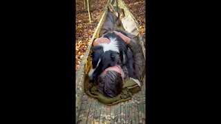 Who doesn’t like a nap in the woods? #shorts #dog #woods #hammock #aussie #camo #camp