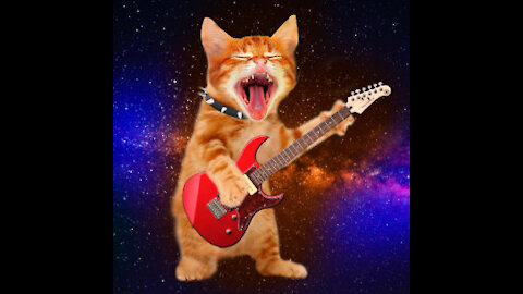 Feel the beat cat