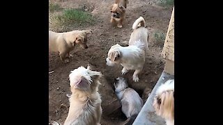 Cat plays tag with entire pack of dogs