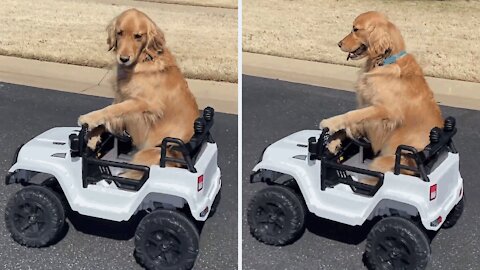 A dog enjoying a short walk in an electric jeep