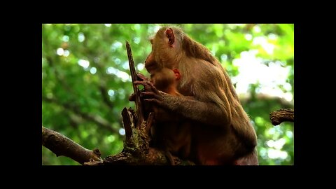 Mom Ashley Pigtail Monkeys Prevent Her Baby Amanda #bbmonkeys