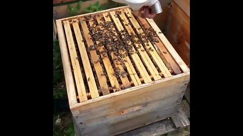 visite d'une ruche d'abeille en plein production très populeuse