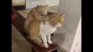Kitty Massage