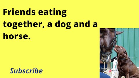 Dog 🐶 and Horses 🐴 Best Friendship, and eat together.
