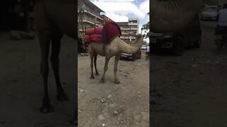 Camel 🐪 in the City #shorts #animals #viral #video