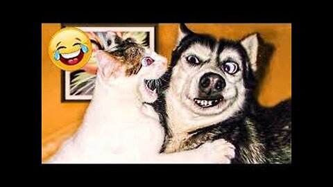 Funny Cats And Dog Compilations