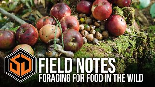 Foraging For Food In The Wild - SD Field Notes
