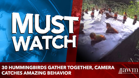 30 Hummingbirds Gather Together, Camera Catches Amazing Behavior