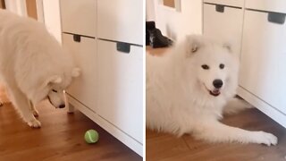 Pup waits for ball to go under cupboard so he can get mom's attention