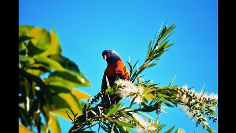 Things you need to know about MAGPIES