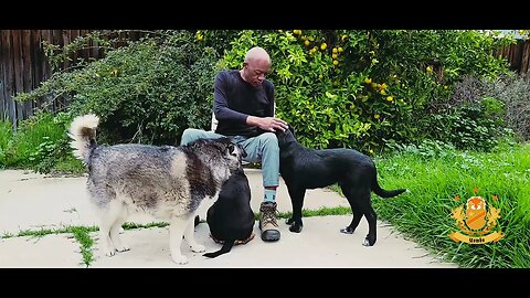 Yombo is hanging out with Xena, Nala, and BooBool.