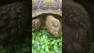 Tortellini enjoying collards #shorts #sulcata #sulcatatortoise #tortoise #collardgreens