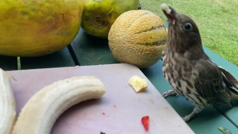 Figbird Sylvia Eats Bats Banana During Daily Fruit Chop - Behind The Scenes Working In A Bat Aviary