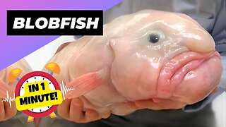 Blobfish - In 1 Minute! 🐡 Are They The UGLIEST Animals? | 1 Minute Animals