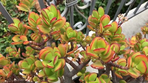 Change Your Succulent's Color-5 Quick Tips