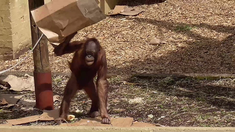 Orangutan rolls up cardboard box, fishes leaf from pond
