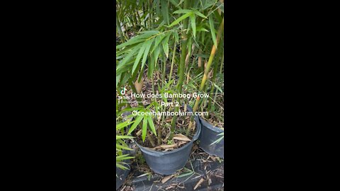 How does Bamboo Grow Part 2 Ocoee Bamboo Farm 407-777-4807
