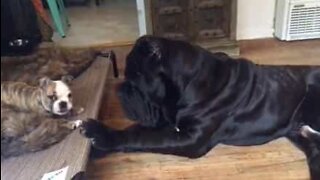 Bulldog puppy and huge Neapolitan mastiff are best friends