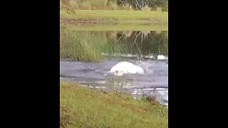 Man saves his dog from an alligator