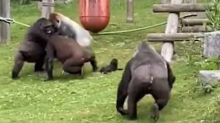 Gorilla rescues baby gorilla from fight