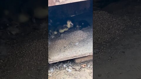 Rise and shine with baby ducks: Breakfast edition