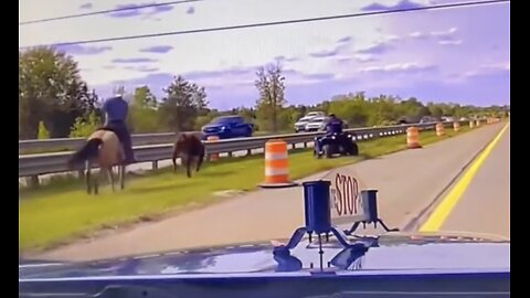 Runaway Steer Chased Onto Highway Successfully Lassoed By Wranglers
