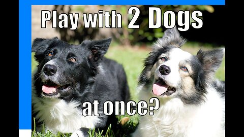 How To PLAY With Two Dogs at Once 2024