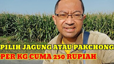 PAKAN SUPER KOMPLIT ALAMI DAN MURAH UNTUK PAKAN DOMBA