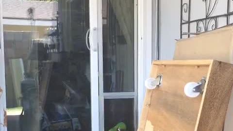 Clever parrot uses doggy door to exit house