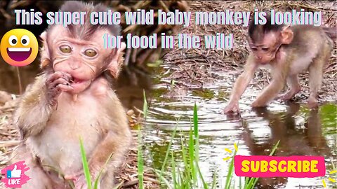 This super cute wild baby monkey is looking for food in the wild