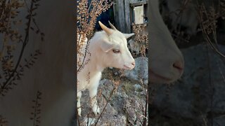 Goats on our farm