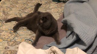 Squish helps fold clothes