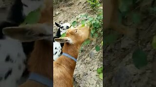 #goats #homesteading #homesteadlife #farm #farmlife #farmanimals #cuteanimals