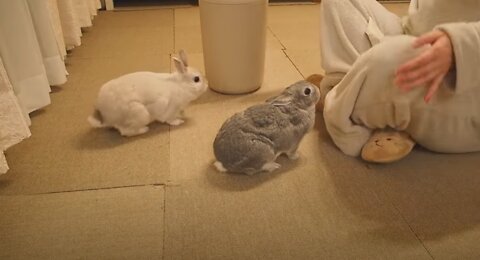 Rabbits waiting for their turn because they are envious of grooming