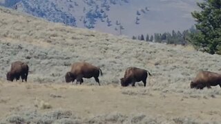 Herd of bison in Yellowstone National Park