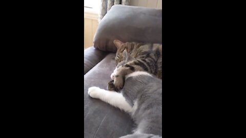 Adorable cats hugging each other