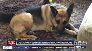 Abandoned German Shepard lives happily ever after