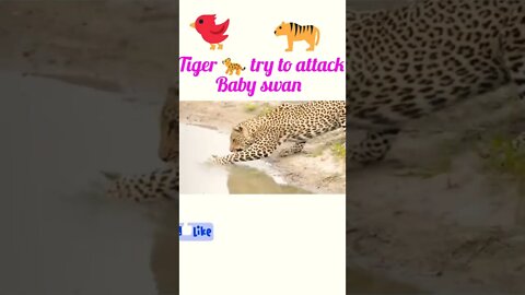 Tiger 🐆 try to attack baby swan 🦢#shorts #shortsfeed #youtubeshorts