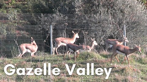 Gazelle And Bird Spotting In Jerusalem (Gazelle Valley)