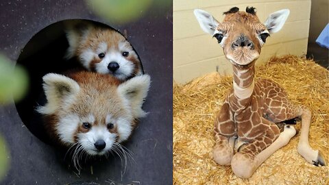 Cute baby animals Compilation