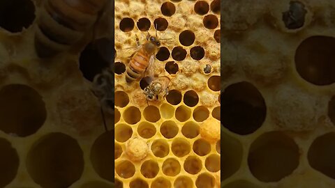 Unbelievable Transformation: Witness the Magic of Bee Hatching!